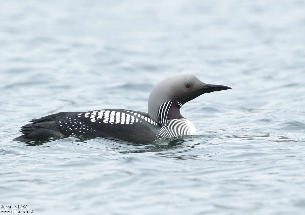 Plongeon arctiqueadulte nuptial, identification