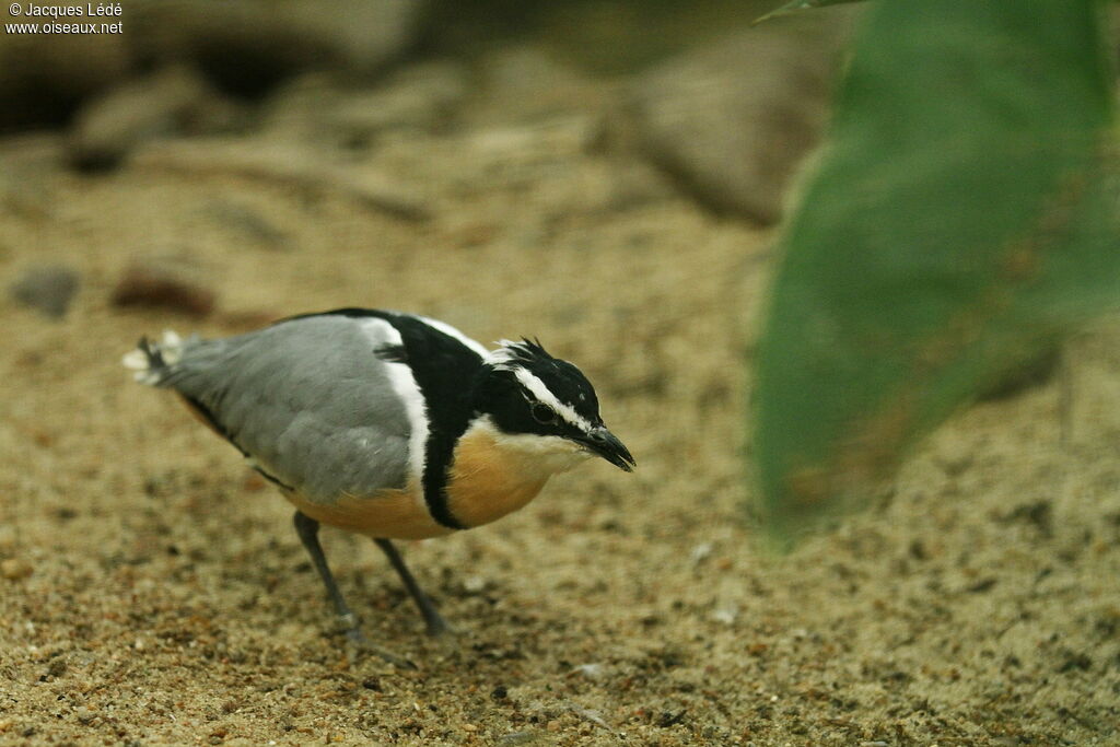 Egyptian Plover