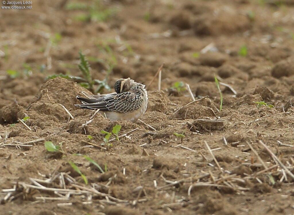 Eurasian Dotterel