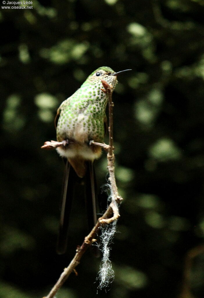Green-tailed Trainbearer