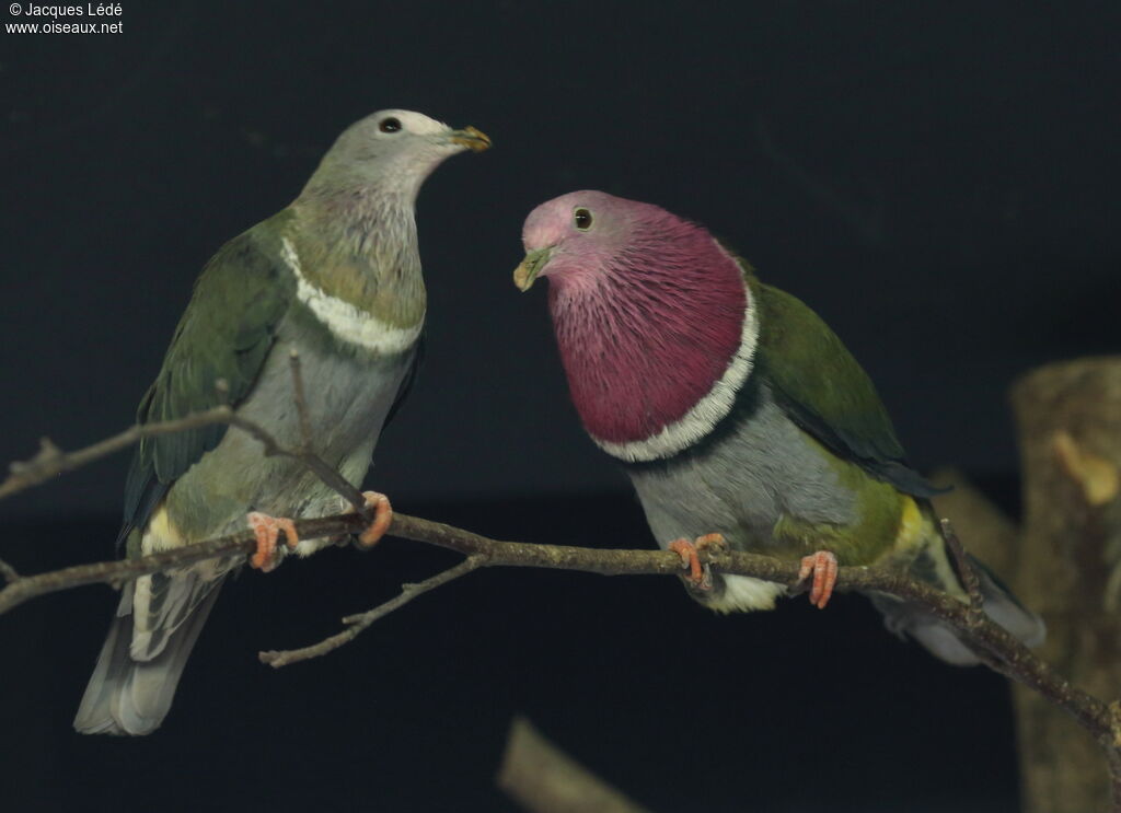 Pink-headed Fruit Dove