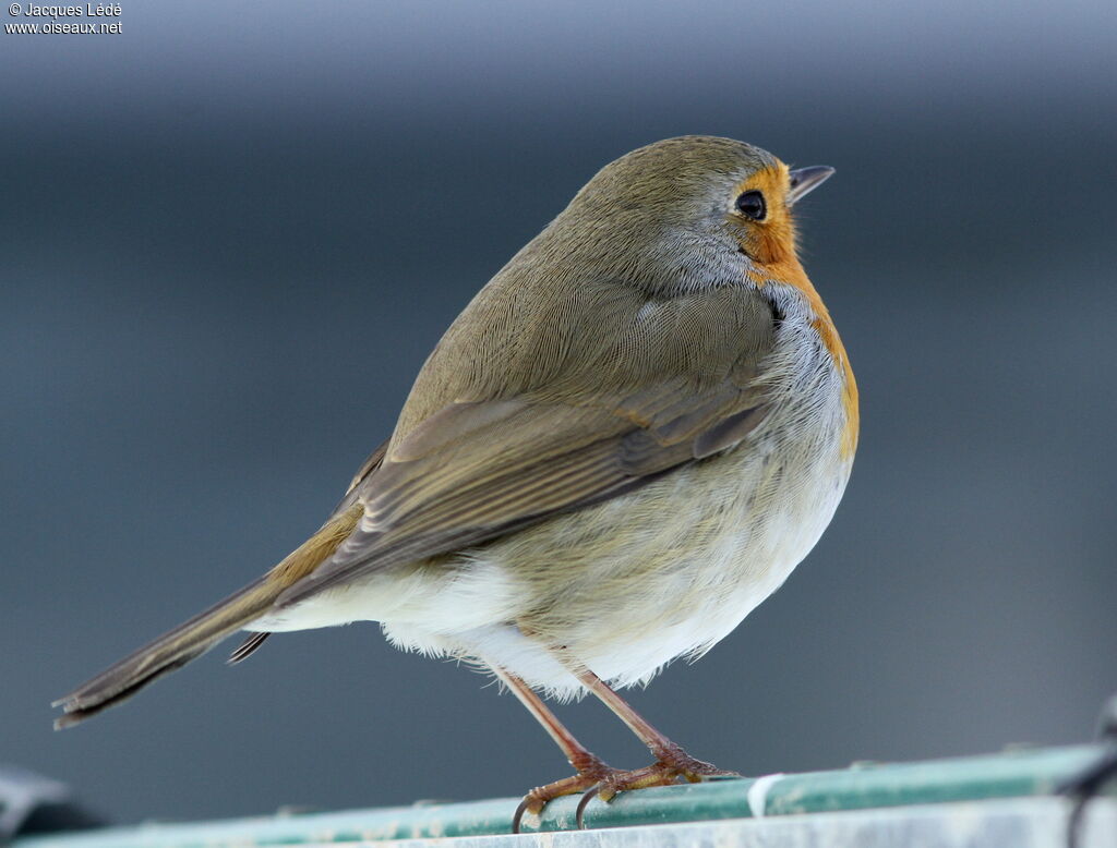 European Robin