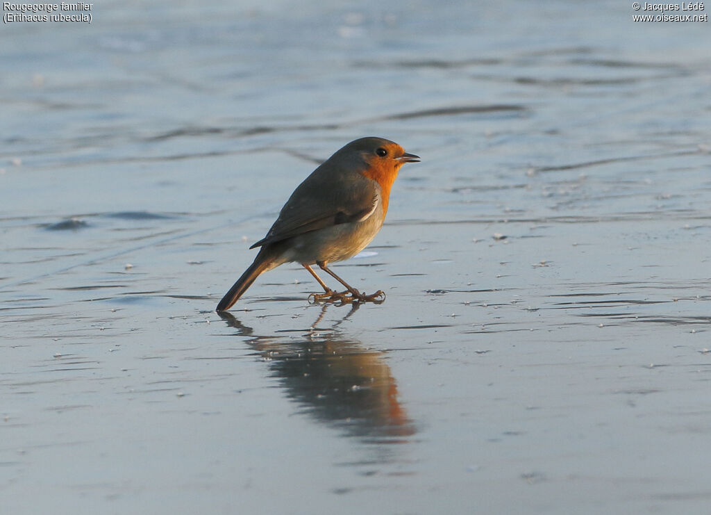 European Robin