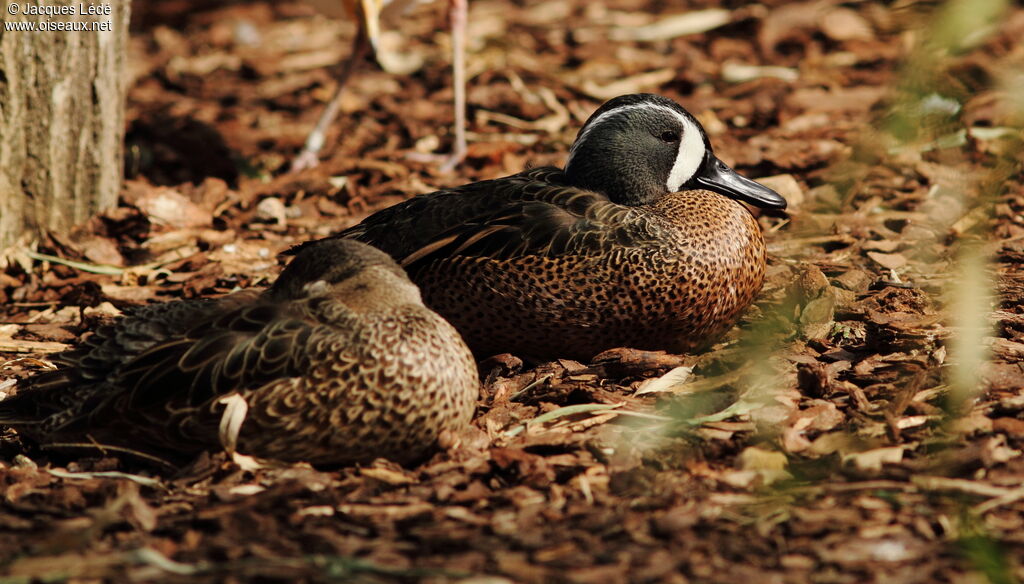 Blue-winged Teal