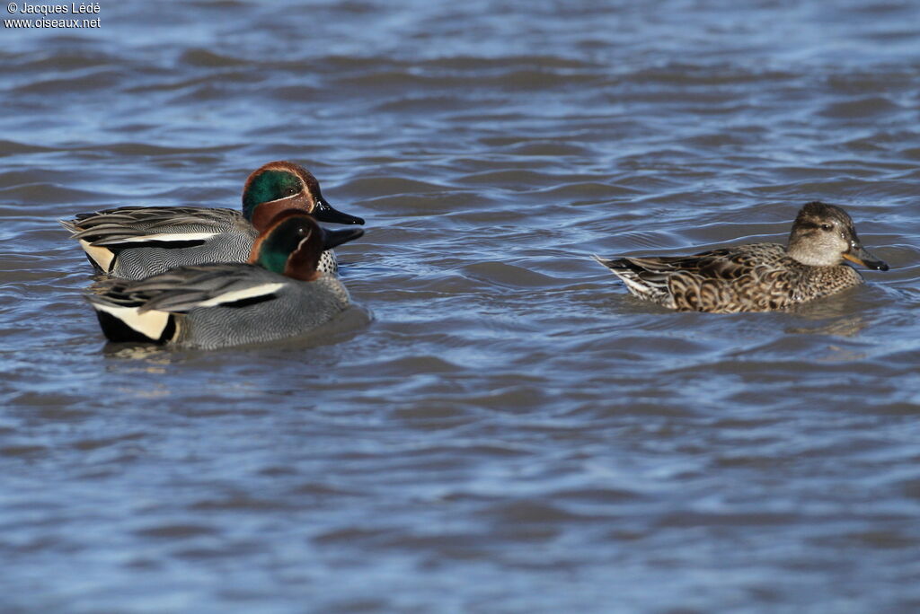 Eurasian Teal