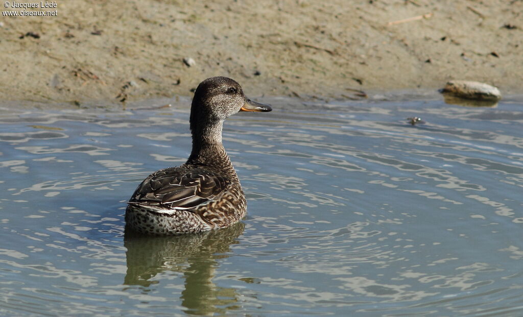 Eurasian Teal