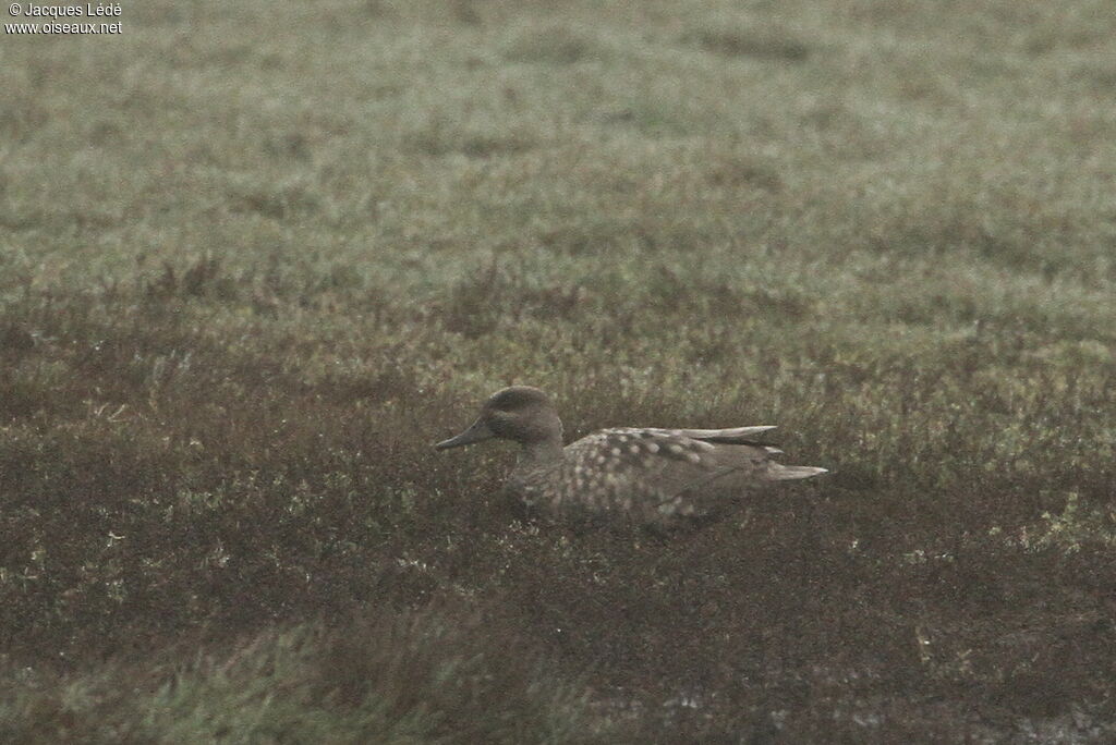Marbled Duck