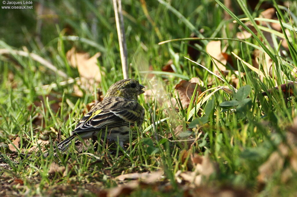 Serin cini