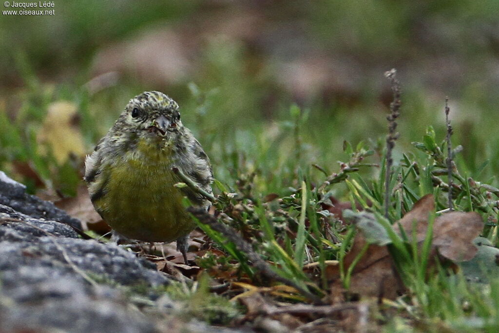 Serin cini