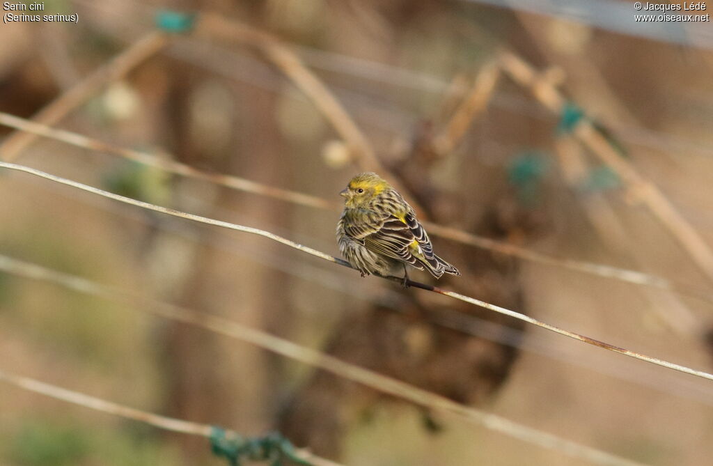 Serin cini