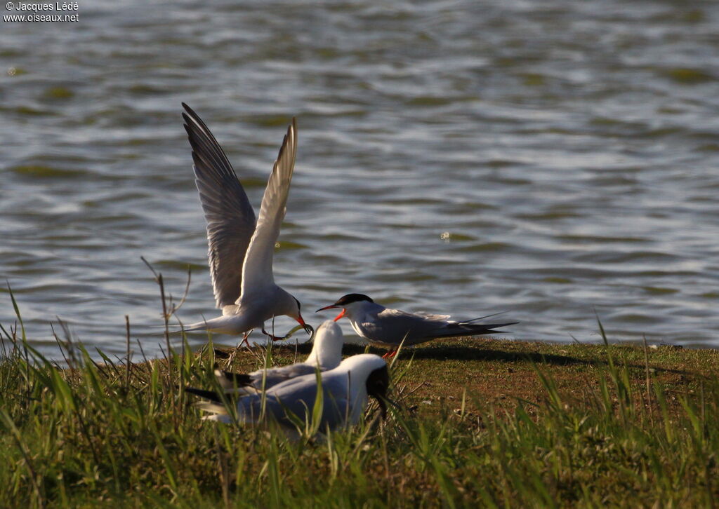 Common Tern