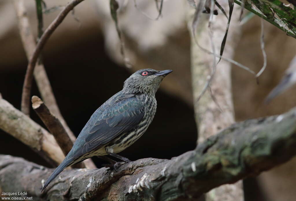 Asian Glossy Starlingimmature, identification