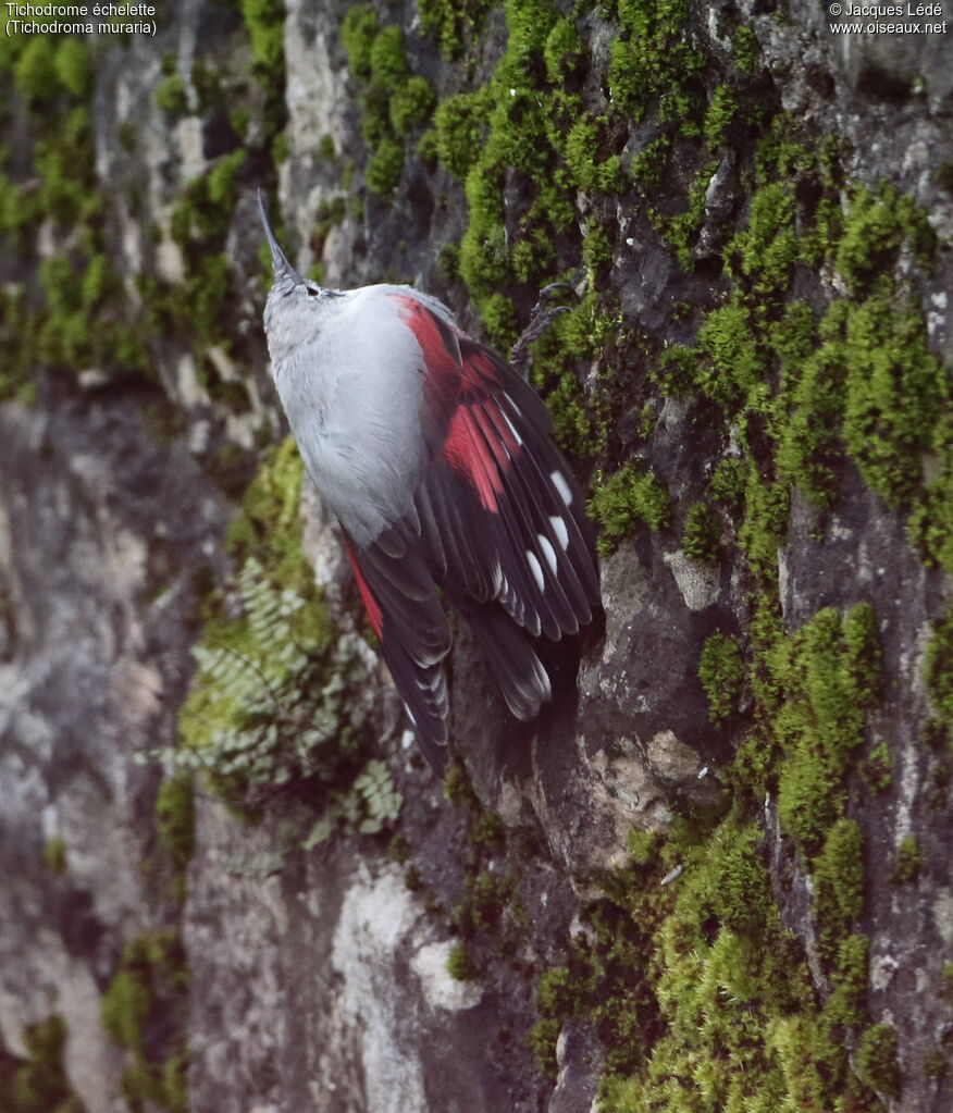 Wallcreeper