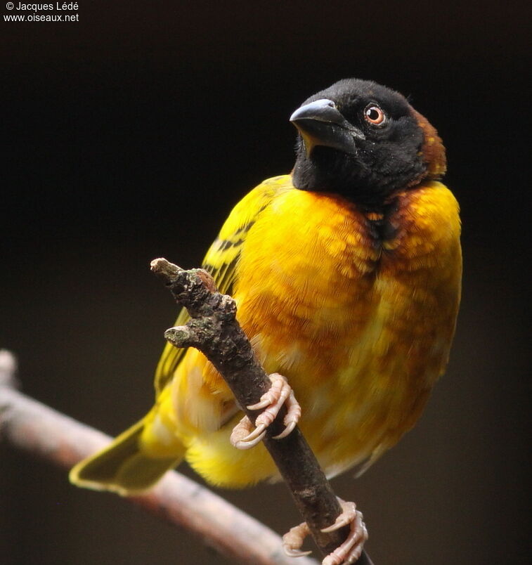 Village Weaver
