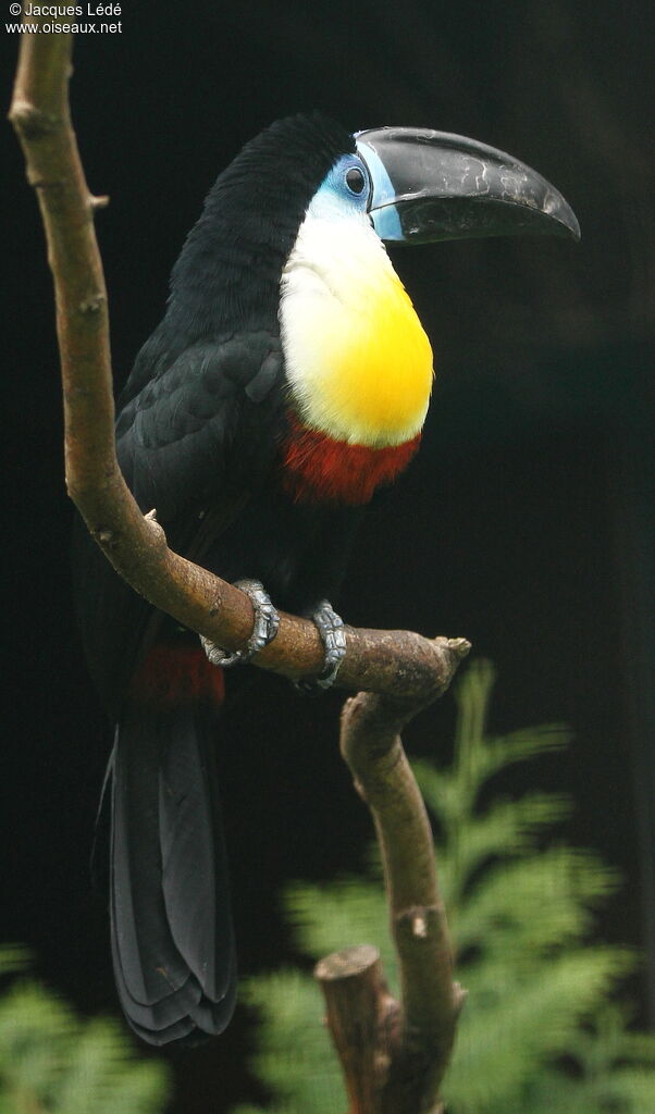 Toucan vitellin
