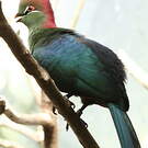 Touraco de Fischer