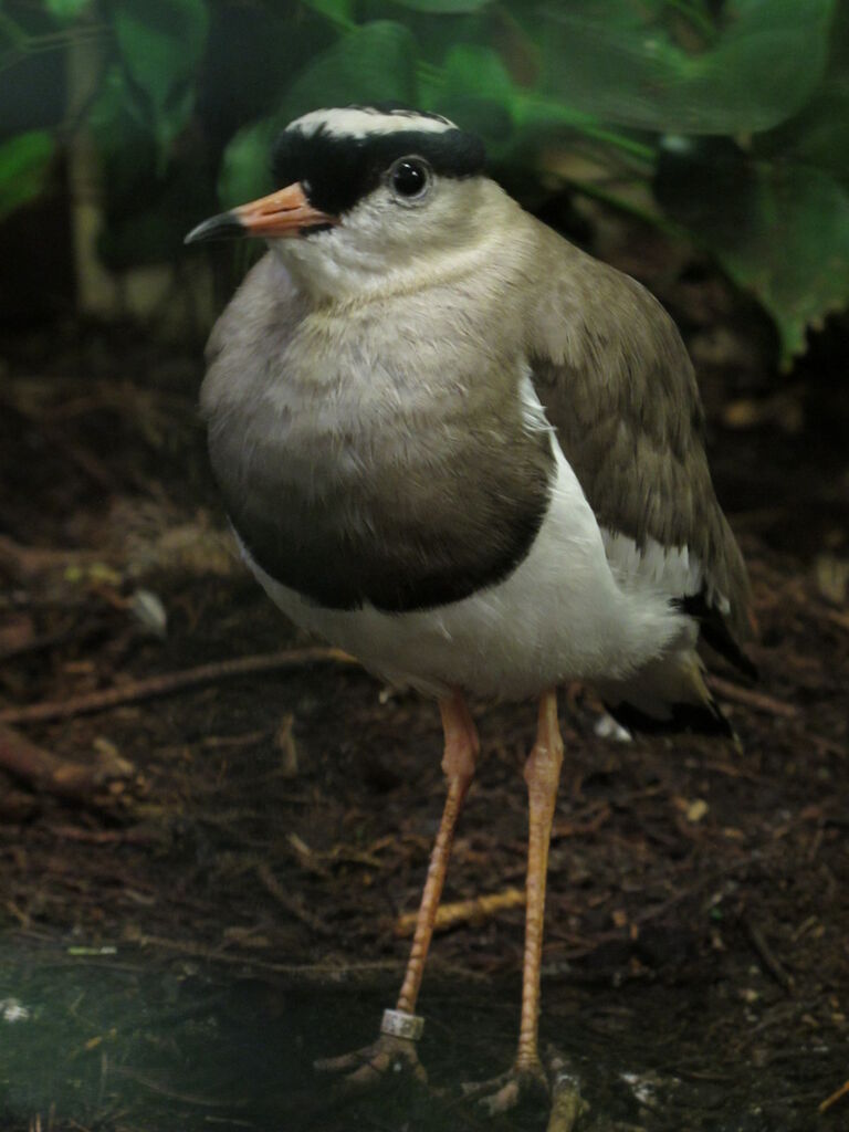 Crowned Lapwing