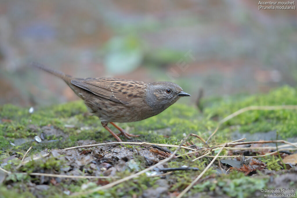 Accenteur mouchetadulte nuptial, identification