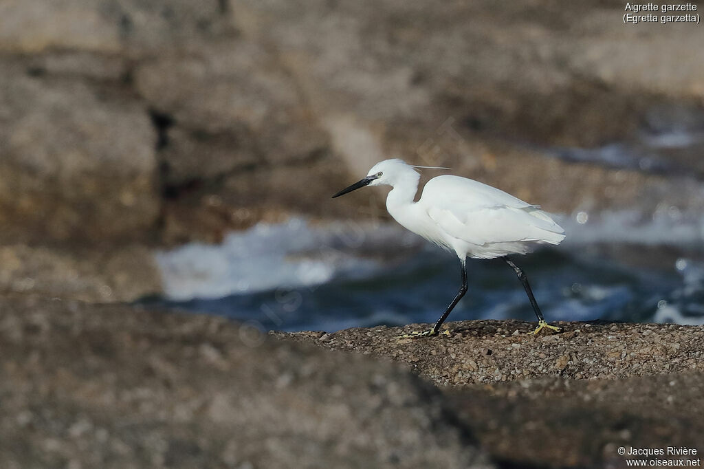 Little Egretadult post breeding, identification