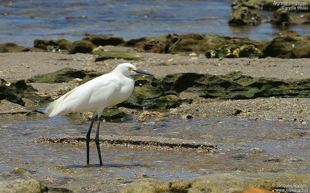 Aigrette neigeuseadulte, identification