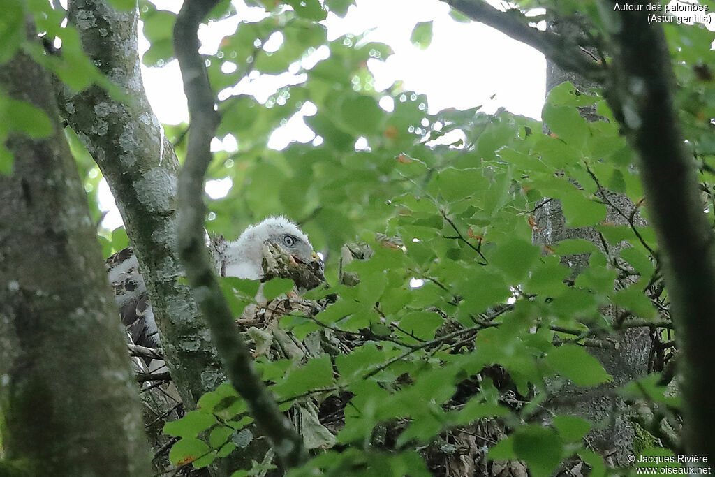 Eurasian Goshawkjuvenile, Reproduction-nesting