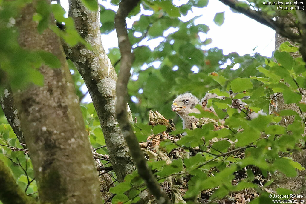 Eurasian Goshawkjuvenile, Reproduction-nesting