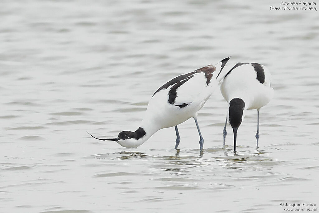Pied Avocetadult, mating.