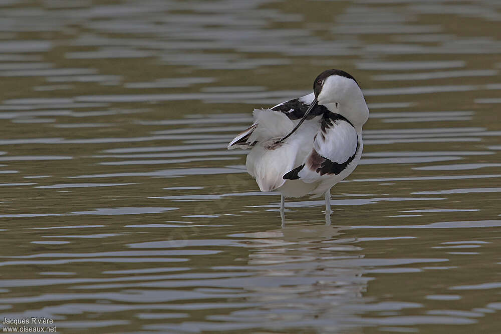 Avocette éléganteadulte nuptial, Comportement