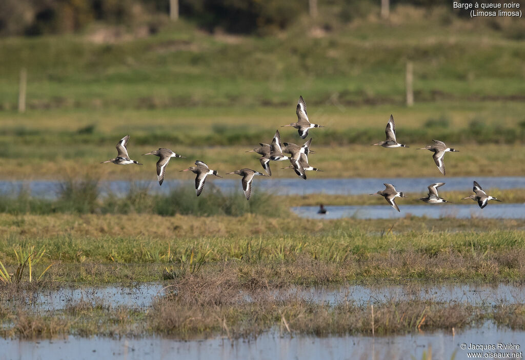Barge à queue noireadulte internuptial, Vol