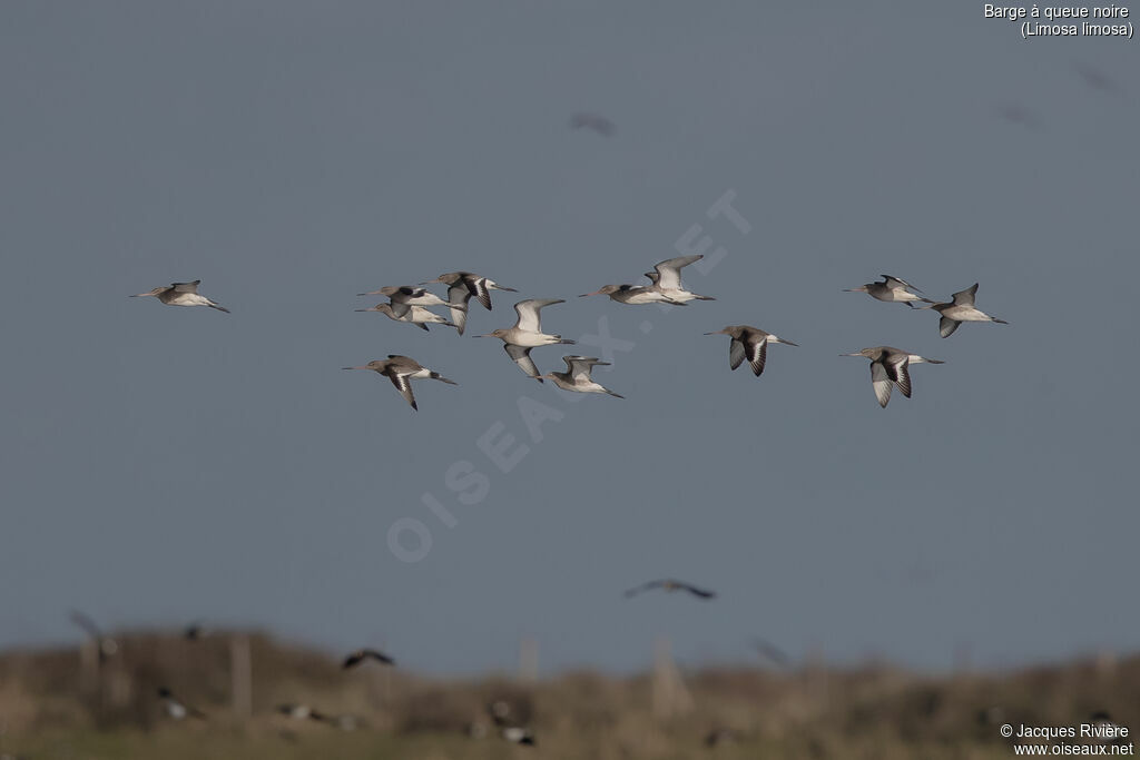 Barge à queue noireadulte internuptial, Vol