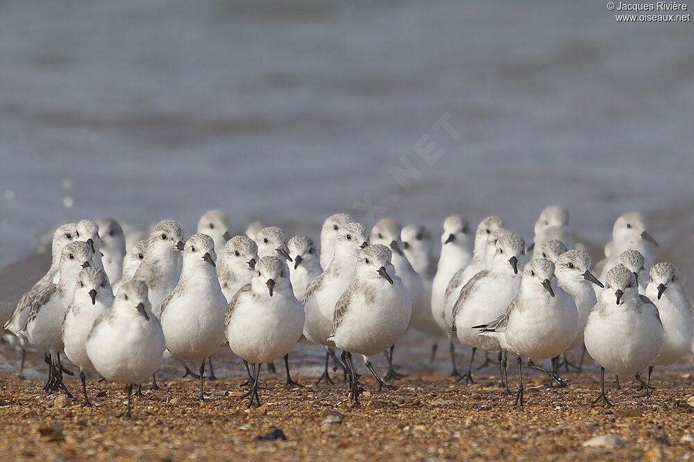 Bécasseau sanderling