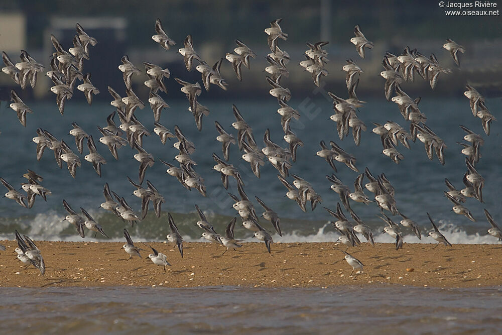 Sanderling, Flight