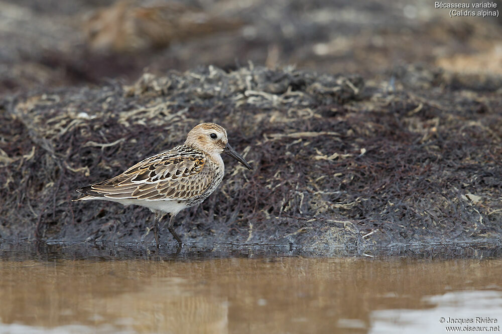 Bécasseau variableadulte transition, identification