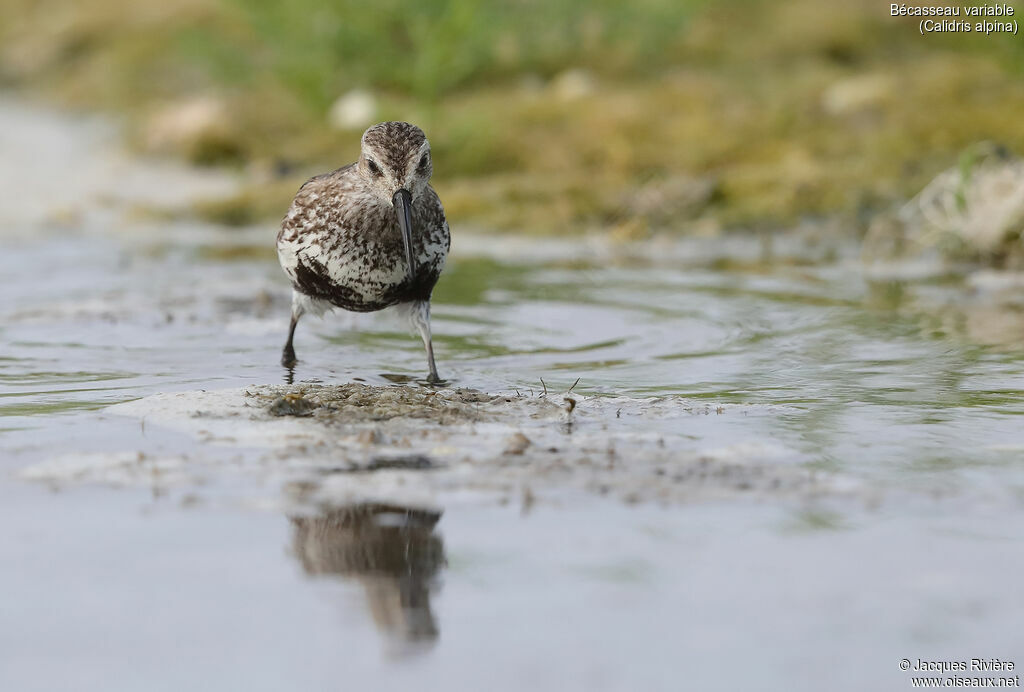Bécasseau variableadulte nuptial, identification