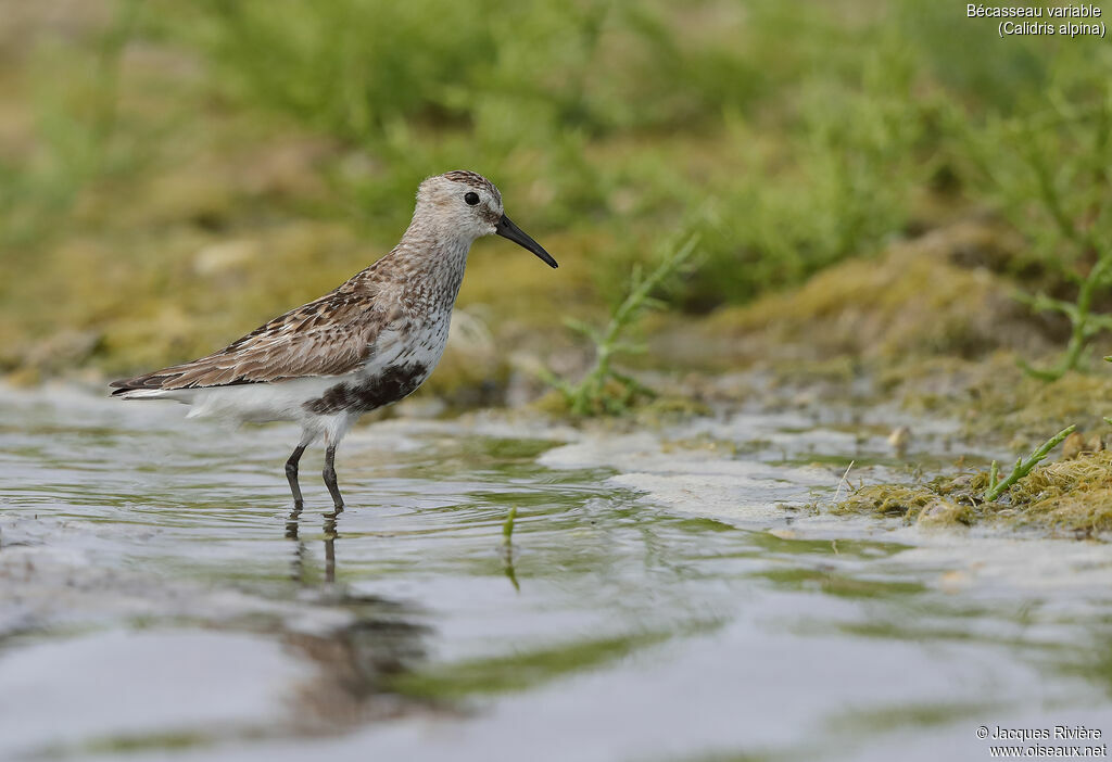 Bécasseau variableadulte transition, identification