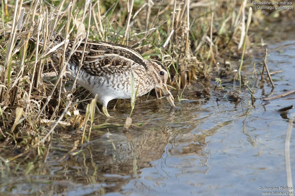 Common Snipeadult, identification, eats