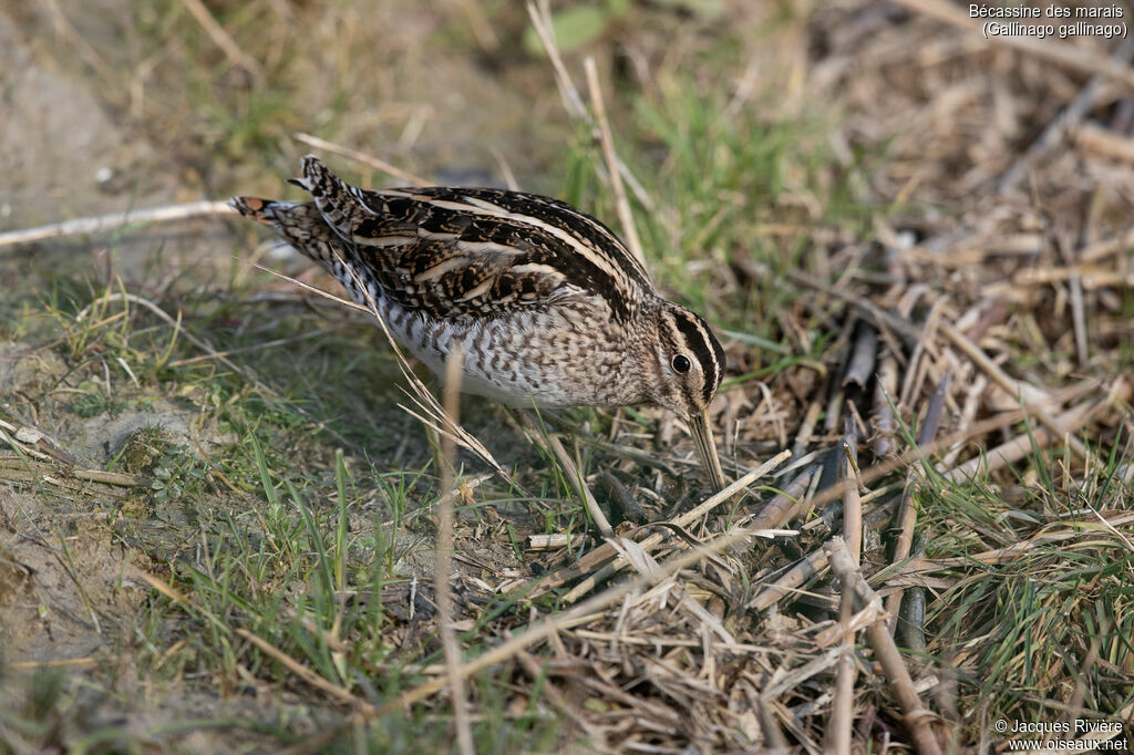 Common Snipeadult, identification, eats