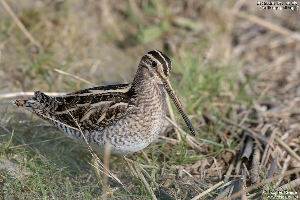 Common Snipeadult, identification