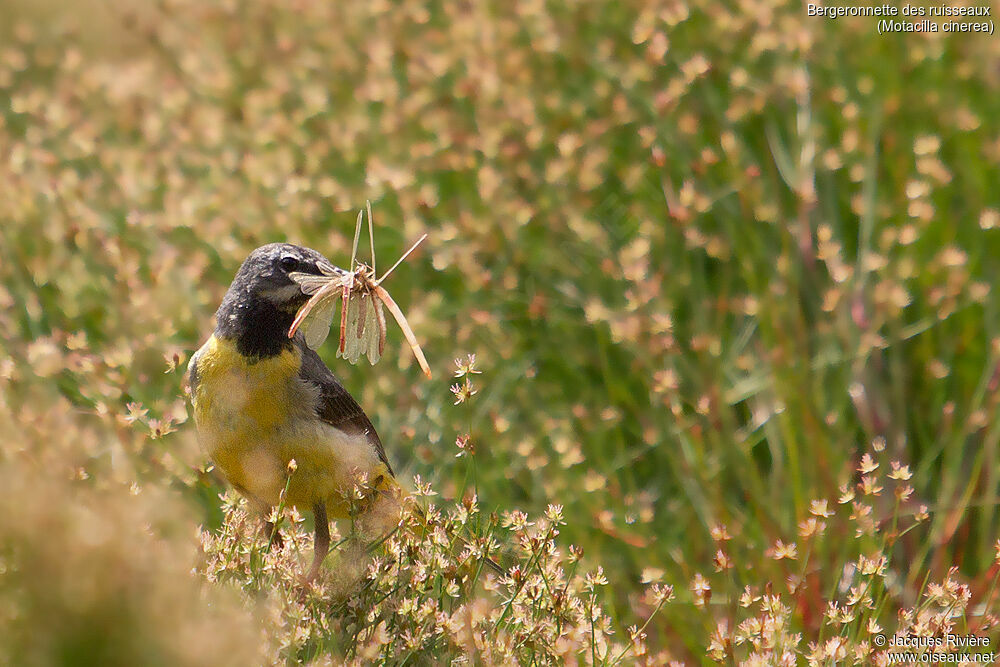 Bergeronnette des ruisseaux mâle adulte nuptial, identification, mange, Nidification