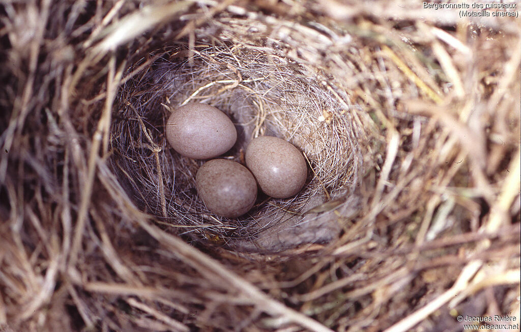 Bergeronnette des ruisseaux, Nidification