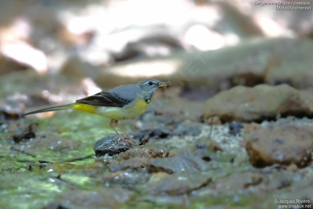 Bergeronnette des ruisseaux femelle, identification, pêche/chasse