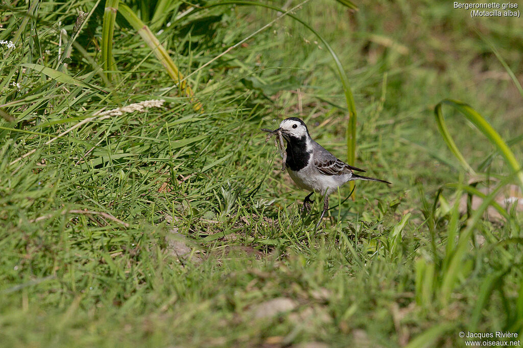 Bergeronnette griseadulte, identification, mange, Nidification