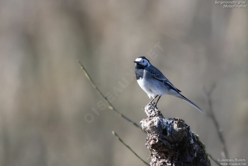 White Wagtail male adult, identification