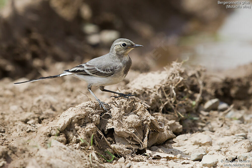 Bergeronnette griseimmature, identification, marche