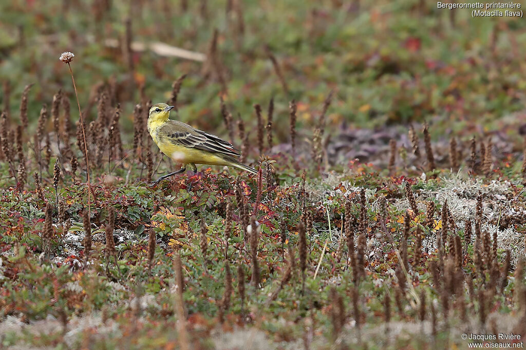 Bergeronnette printanièreadulte internuptial, identification