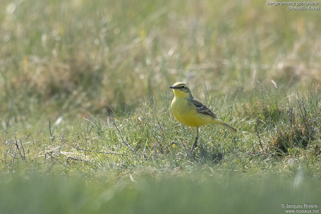Bergeronnette printanière