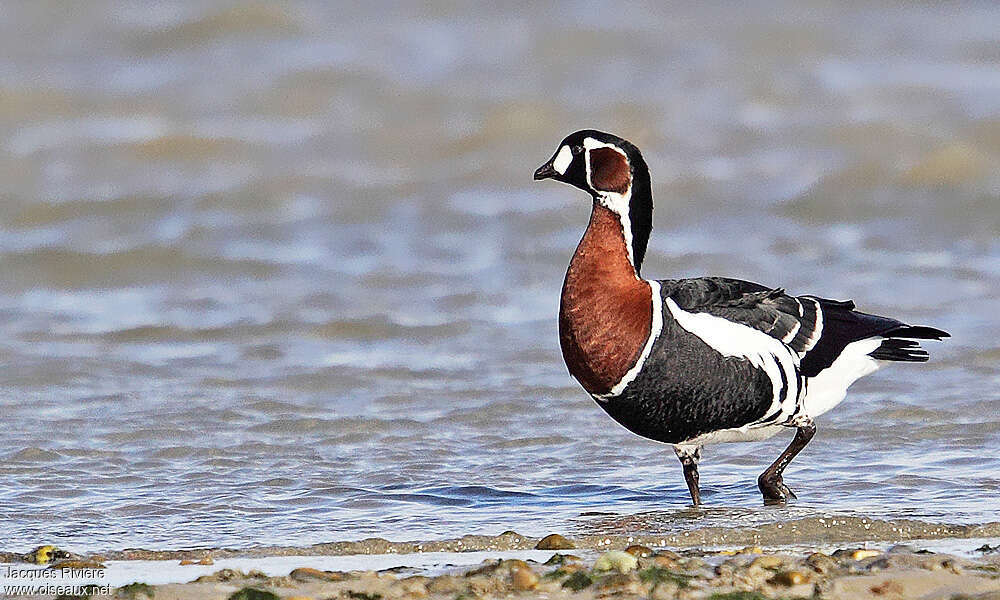 Red-breasted Gooseadult post breeding, identification