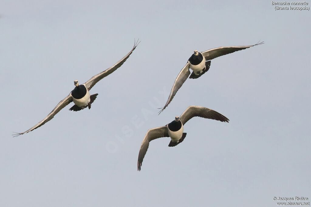 Barnacle Gooseadult, Flight