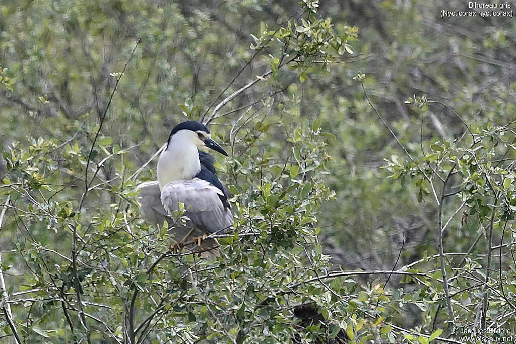 Black-crowned Night Heronadult breeding, identification, Reproduction-nesting