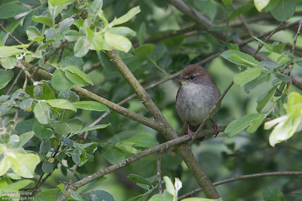 Bouscarle de Cetti mâle adulte nuptial, portrait